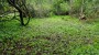 For sale  - land Tammesalu, Kaimi küla, Elva vald, Tartu maakond