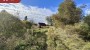 For sale  - land Metsaveere, Altnurga küla, Põltsamaa vald, Jõgeva maakond