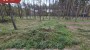 Müüa maa Metsise, Mändjala küla, Saaremaa vald, Saare maakond