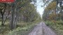 Müüa maa Metsise, Mändjala küla, Saaremaa vald, Saare maakond