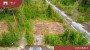 Продаётся земля Ruusamäe tee 6, Laadi küla, Häädemeeste vald, Pärnu maakond