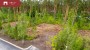 Продаётся земля Ruusamäe tee 4, Laadi küla, Häädemeeste vald, Pärnu maakond