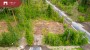 Продаётся земля Ruusamäe tee 3, Laadi küla, Häädemeeste vald, Pärnu maakond