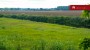 For sale  - land Lepiku, Lohkuse küla, Lüganuse vald, Ida-Viru maakond