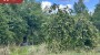 For sale  - land Jaama 15, Veriora, Räpina vald, Põlva maakond